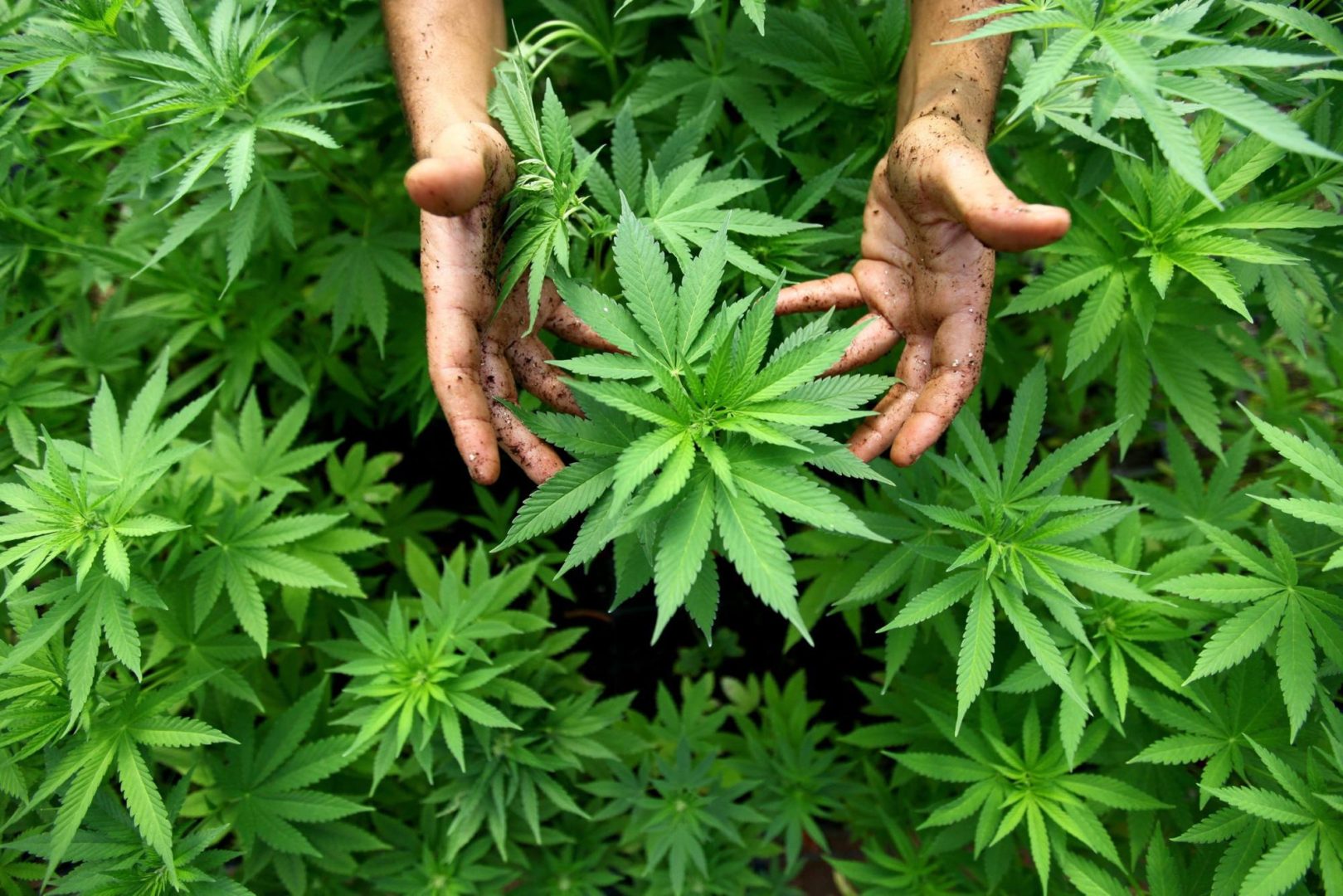 Perchè lo Stato proibisce le droghe?