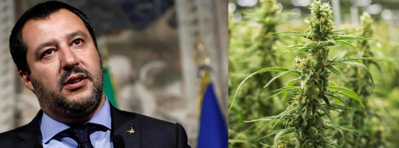 Matteo Salvini e la campagna di lotta alla cannabis light: che succede?