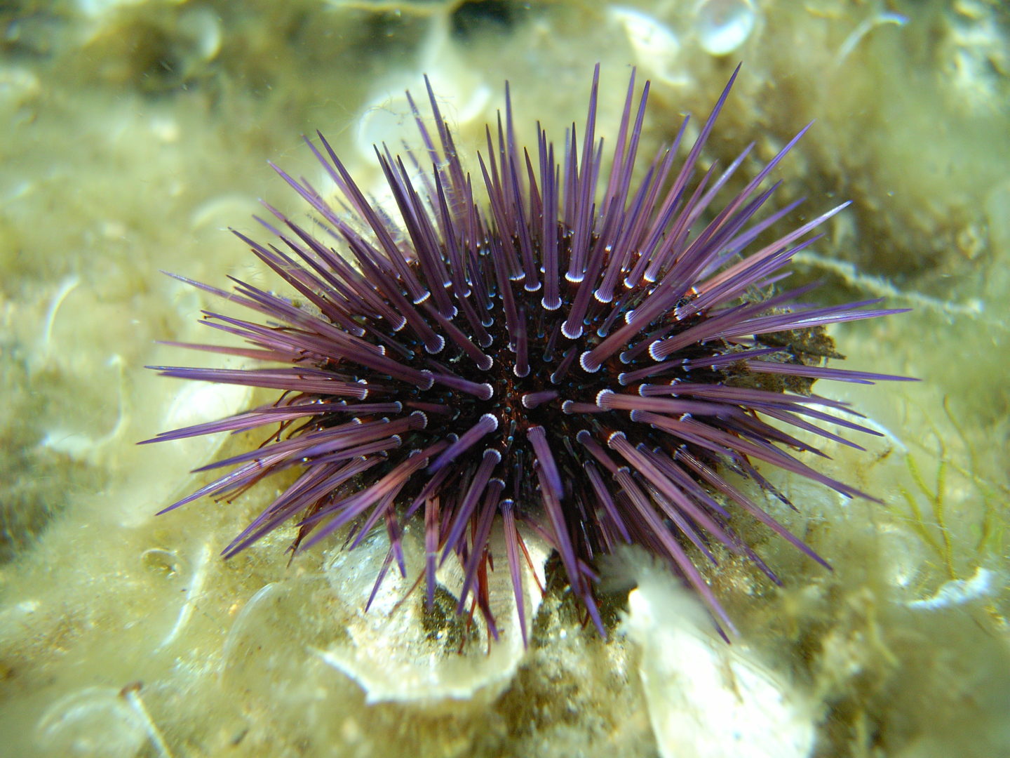 La rivalsa dei ricci di mare viola: da potenziale minaccia ad intermediari nella catena alimentare.