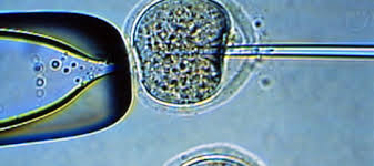 cellule in grado di evadere il sistema immunitario