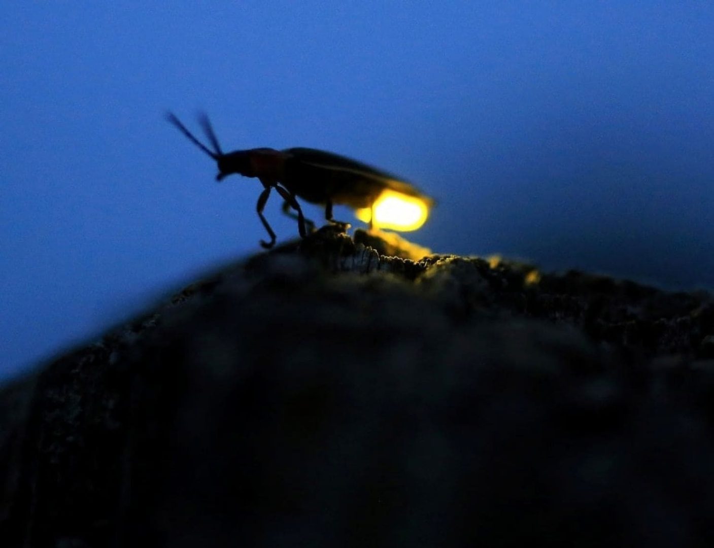 Da Pandora alla Terra, una luce nell’evoluzione: la Bioluminescenza
