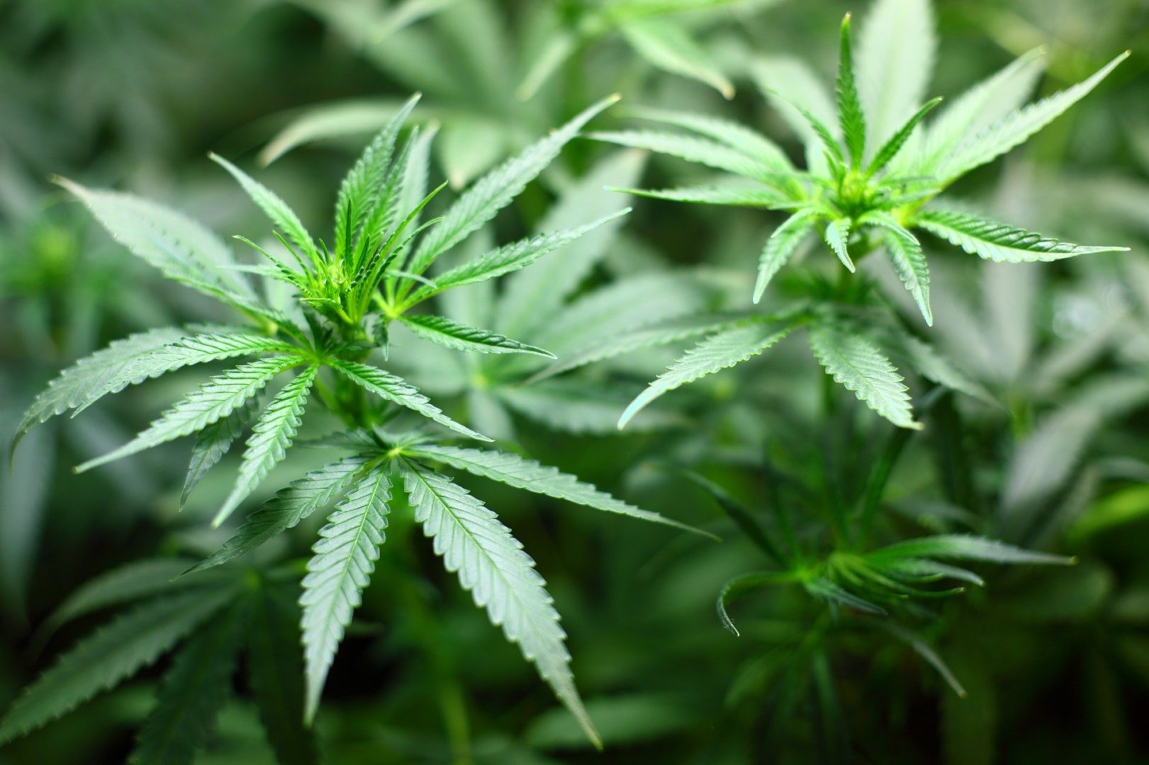 Lotta al proibizionismo: il governo approva un emendamento a favore della cannabis light