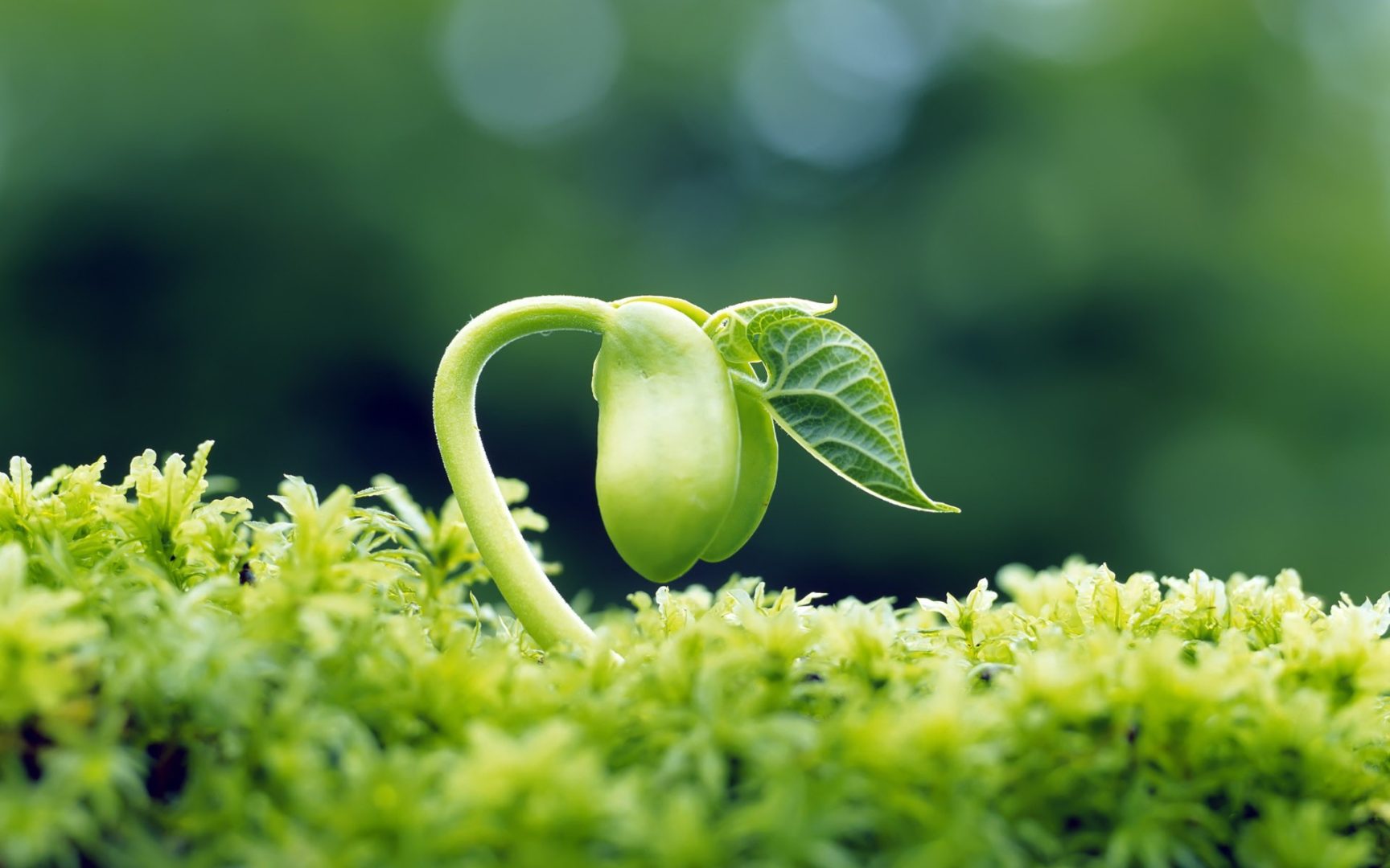 I satelliti nel prossimo futuro saranno green, alimentati da batteri e piante