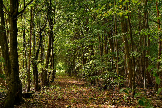 Il Ramayana sanscrito, il Furioso e Lost dipingono il bosco come locus asper