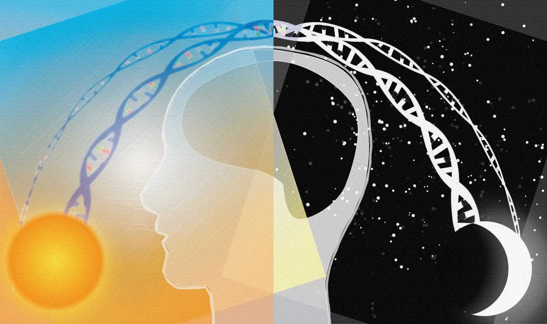 Quali sono le basi biologiche ed anatomiche del ritmo circadiano umano?