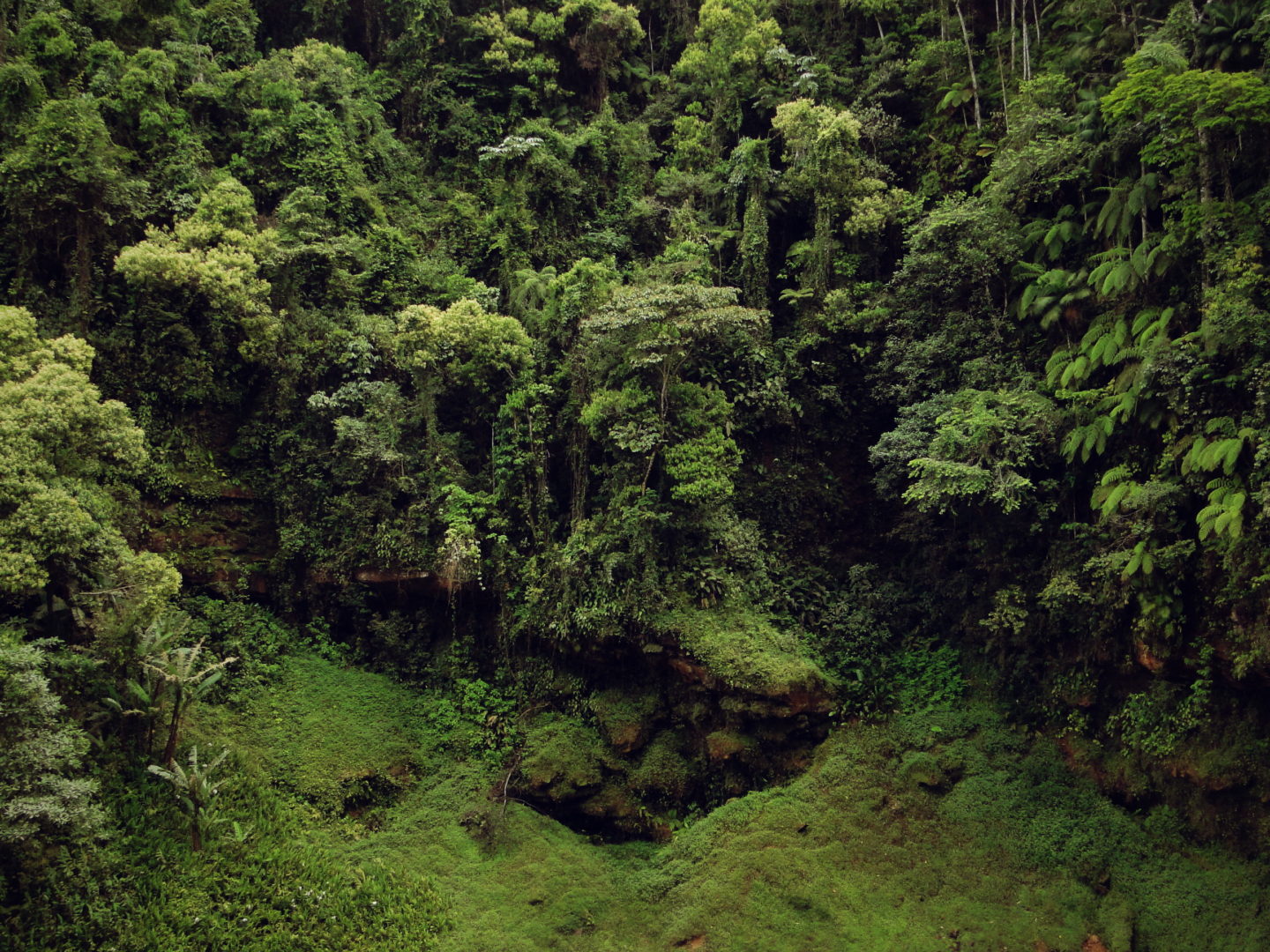 Riscaldamento globale e foreste tropicali, esiste un punto di non ritorno ?