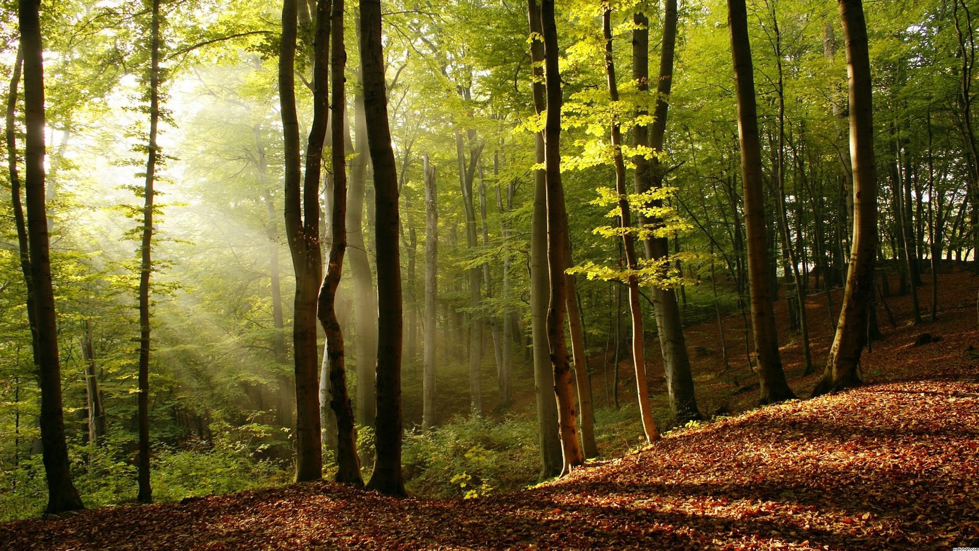 La foresta luogo di cavalieri, fiabe e leggende: Into the Woods e Chrétien de Troyes