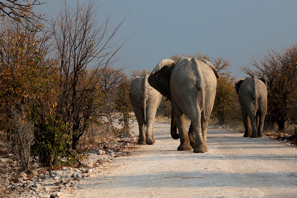 Dove vanno a morire gli elefanti del Botswana? Laghi e giungla ne custodiscono i cimiteri