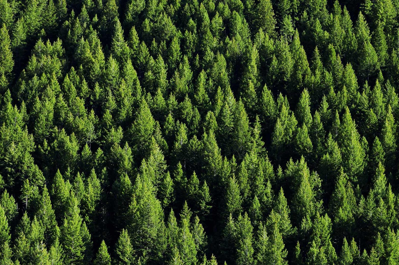 Aumenta il disboscamento nel continente europeo: ecco cosa sono le biomasse e cosa ne si ottiene