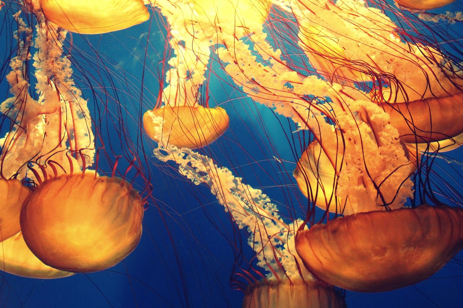 Attenzione alla medusa! Specie che si possono trovare in Italia, quali sono pericolose e come comportarsi