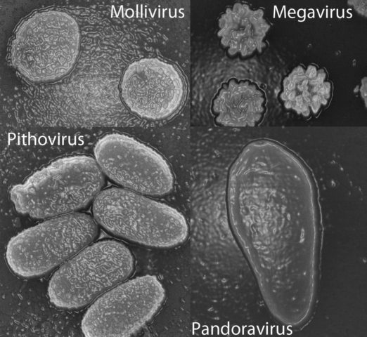 Pandoravirus al microscopio