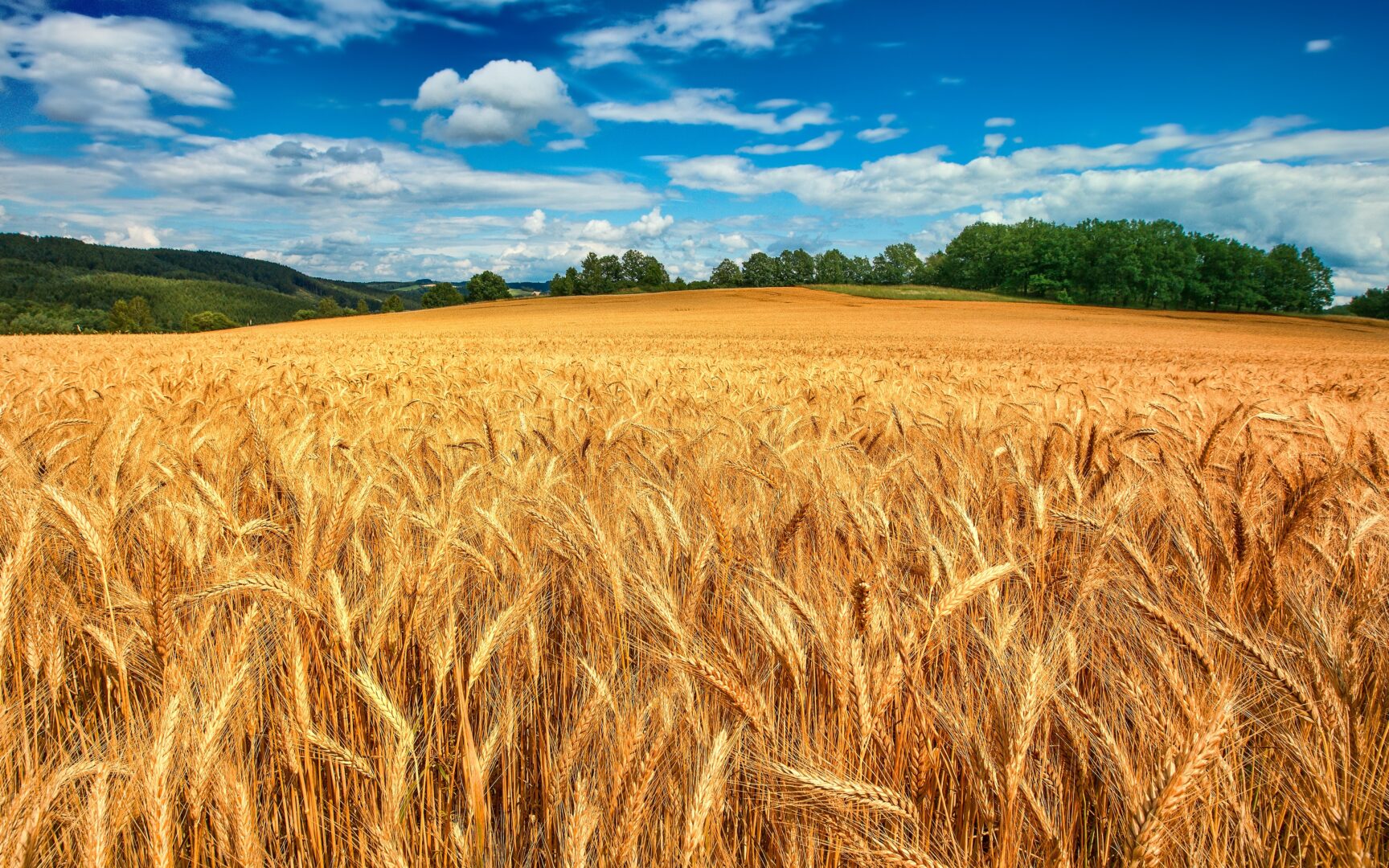 “Furore” e gli OGM: com’è cambiata l’agricoltura tra Steinbeck e oggi