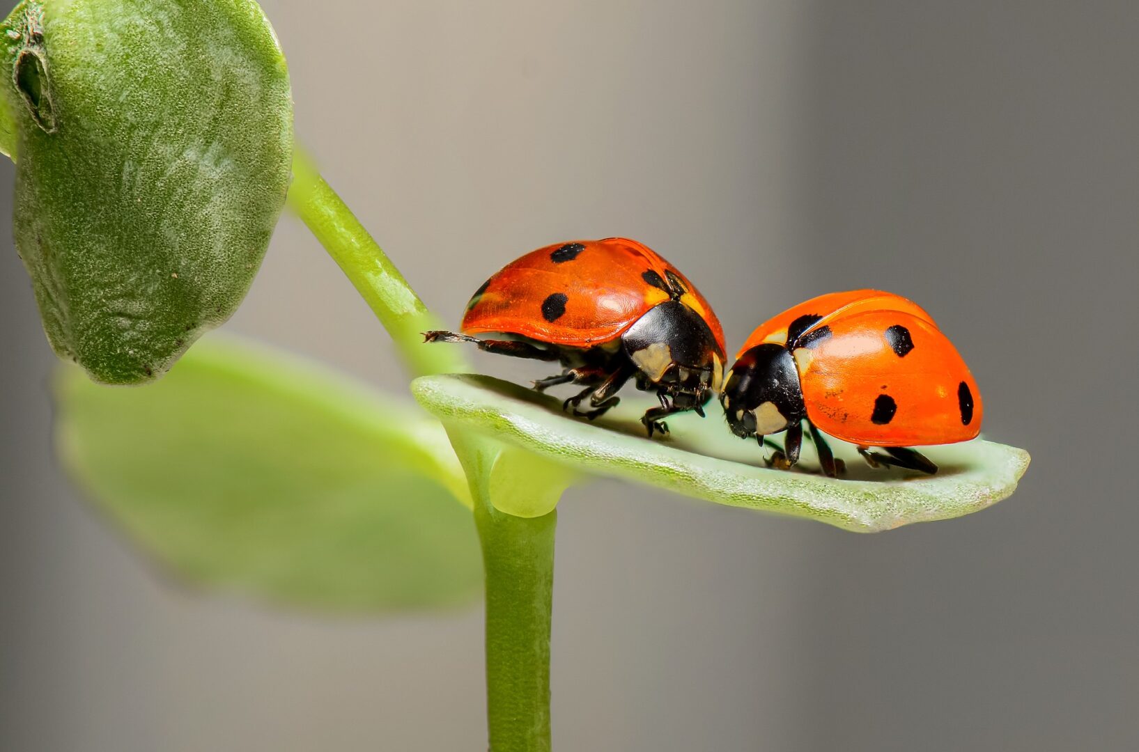 La coscienza degli invertebrati: quando gli animali sono in grado di provare emozioni