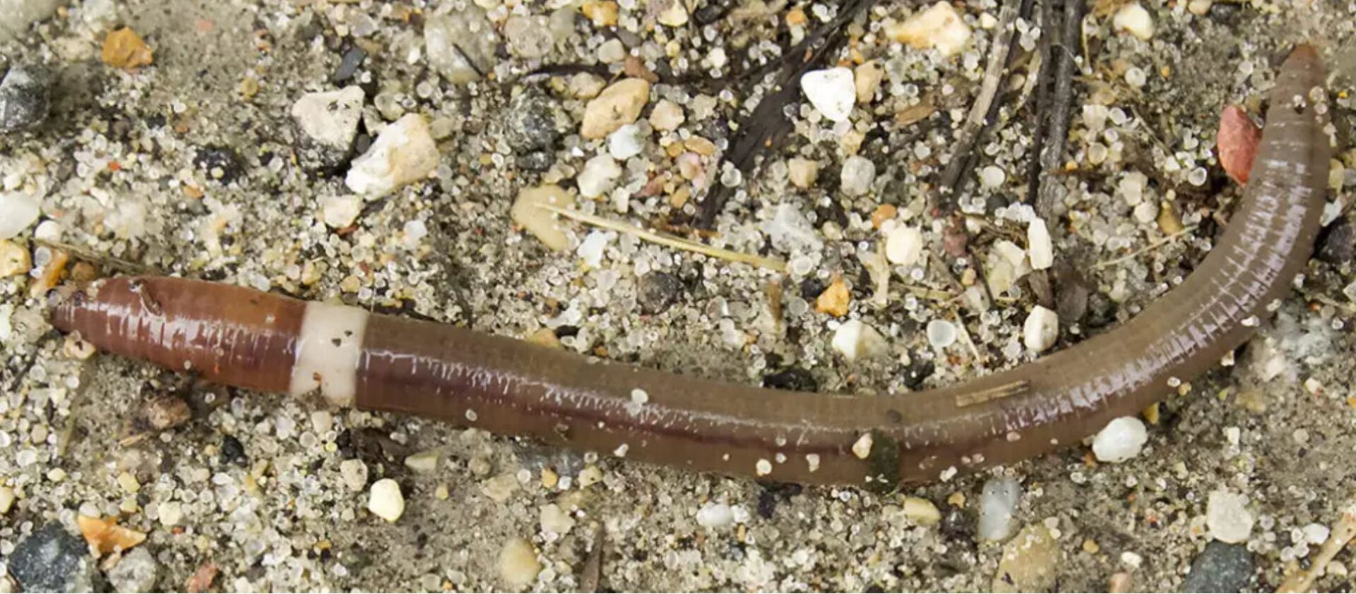 Boom di vermi saltatori negli Stati Uniti: quando le specie aliene implementano la sterilità territoriale