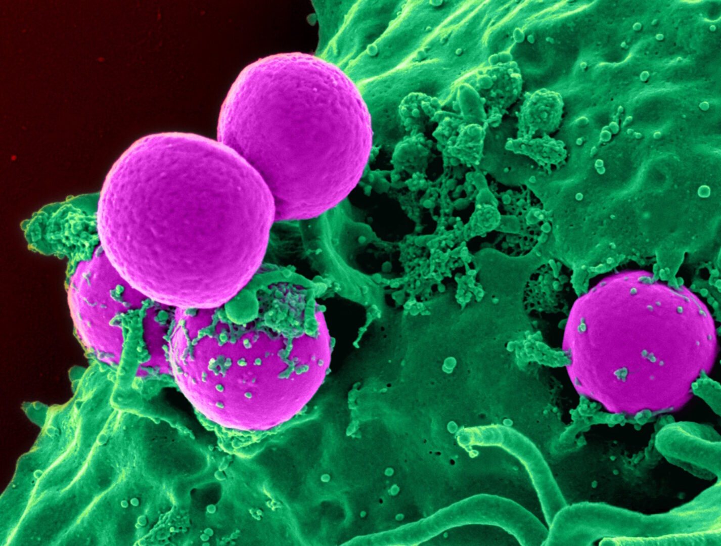 L’unione di biotecnologie, ingegneria e medicina ci sorprende con una nuova scoperta
