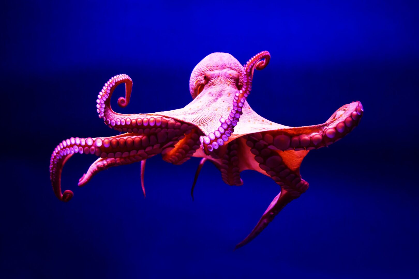 Ursula la Strega del Mare: oggi vediamo perché assomiglia ad un polpo