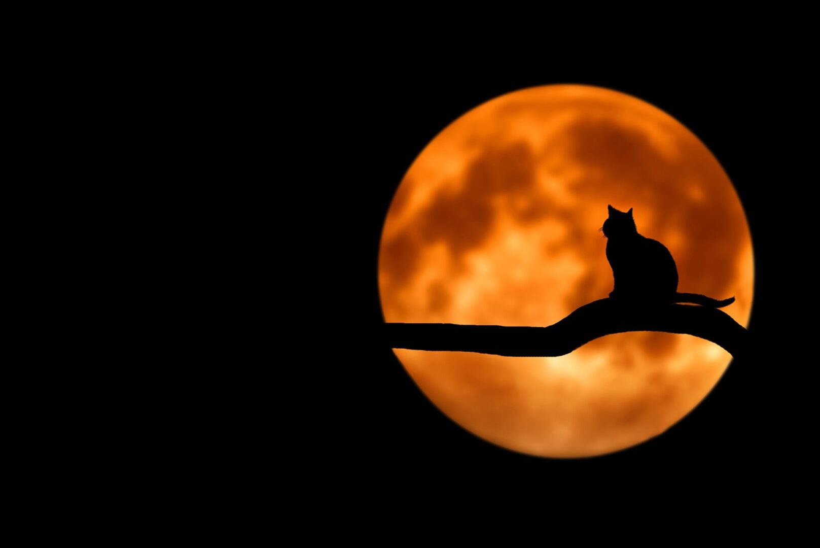 La chimica ci spiega alcune delle più spaventose creature di Halloween