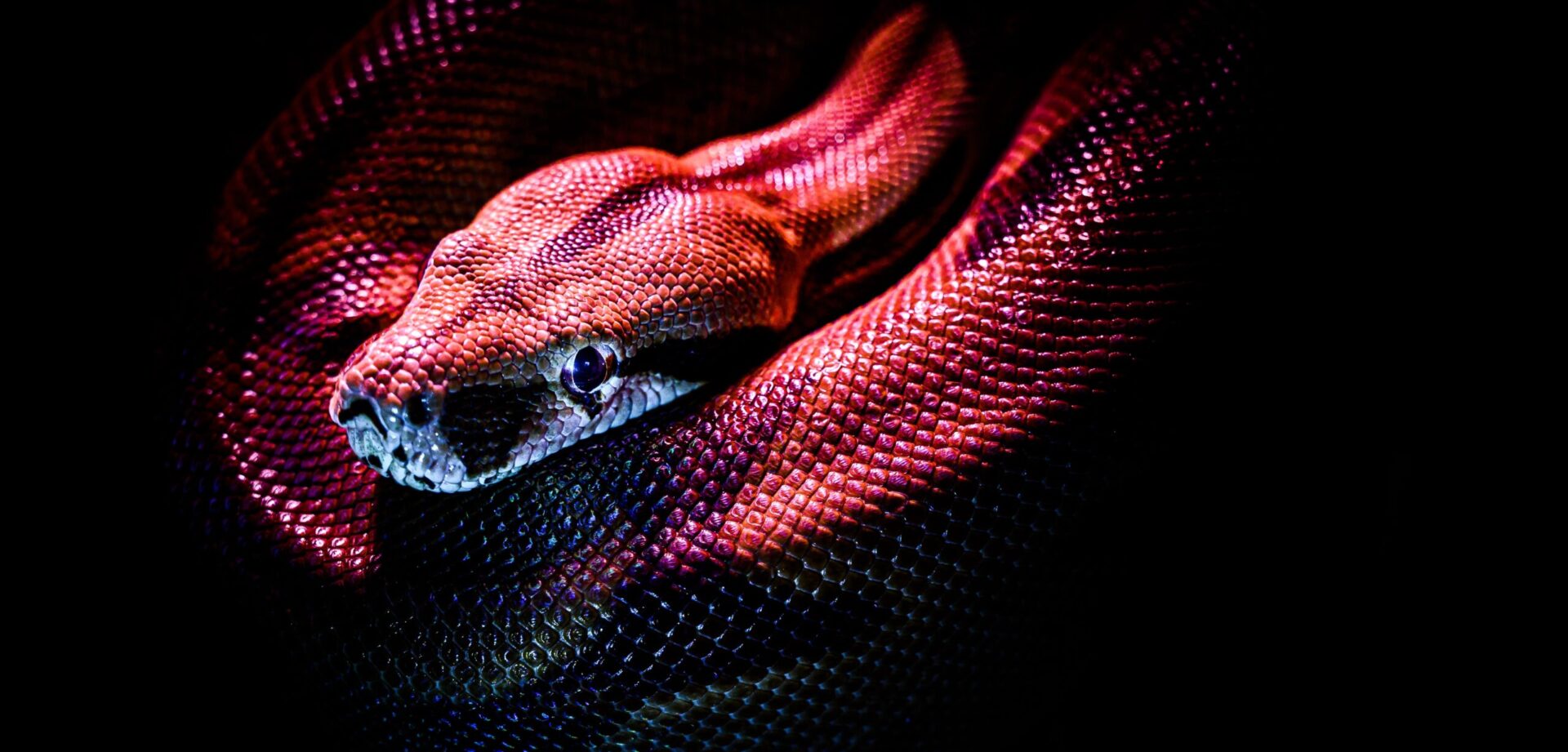 La serpe e i suoi mille simbolismi: riscopriamo l’animale più controverso della filosofia