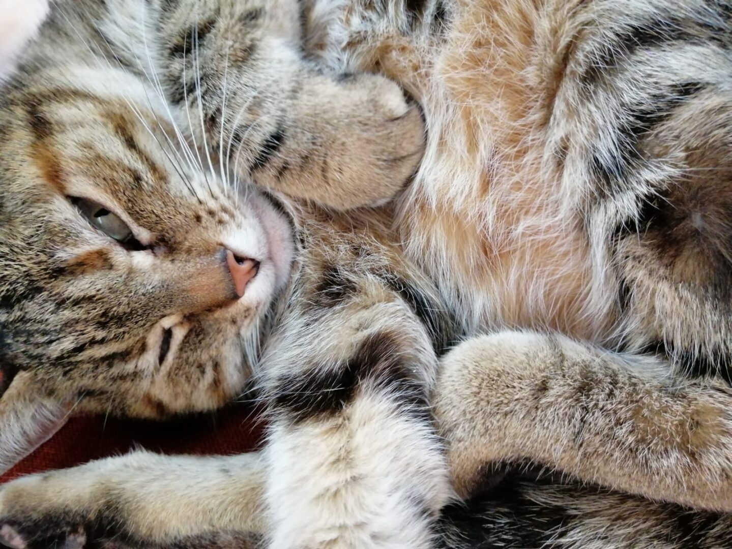 AMICI FELINI: SCOPRIAMO LA STRAORDINARIA STORIA DEI GATTI ATTRAVERSO I SECOLI