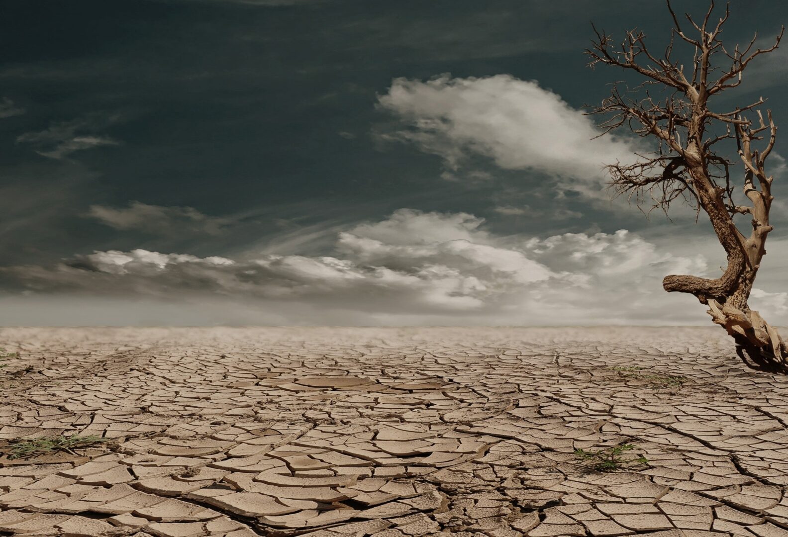 Salvare il mondo partendo dalla testa: il legame tra psicologia e cambiamenti climatici