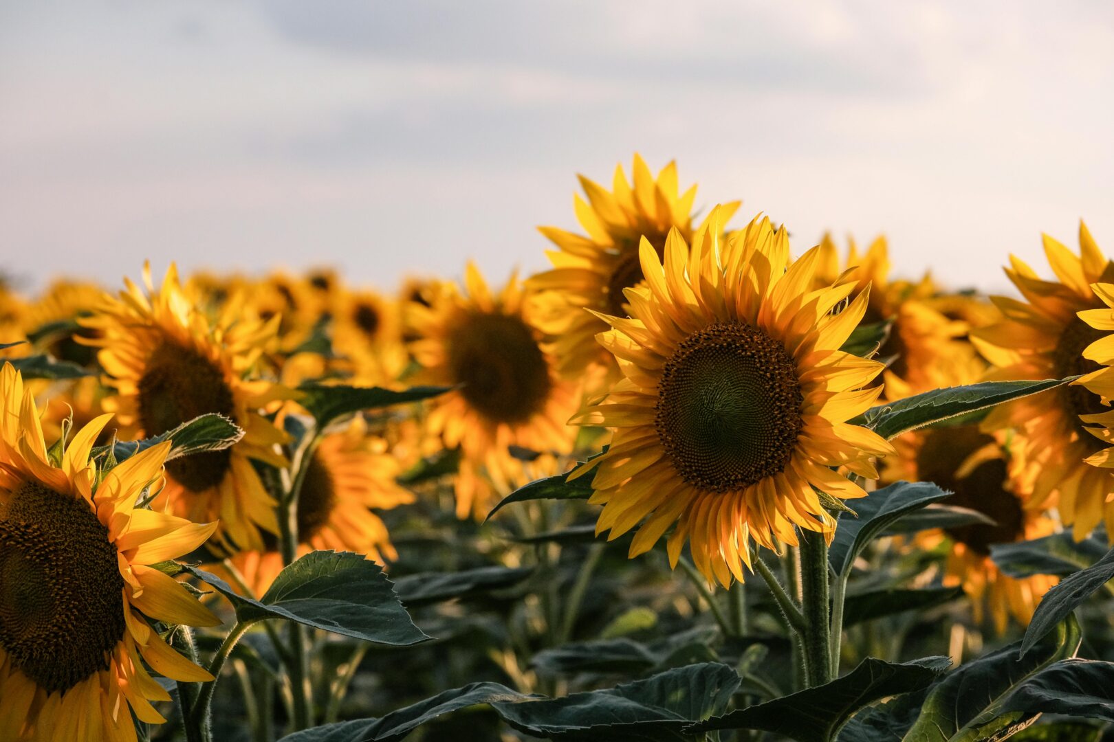 “Il girasole impazzito di luce” che ha ispirato Van Gogh e Montale