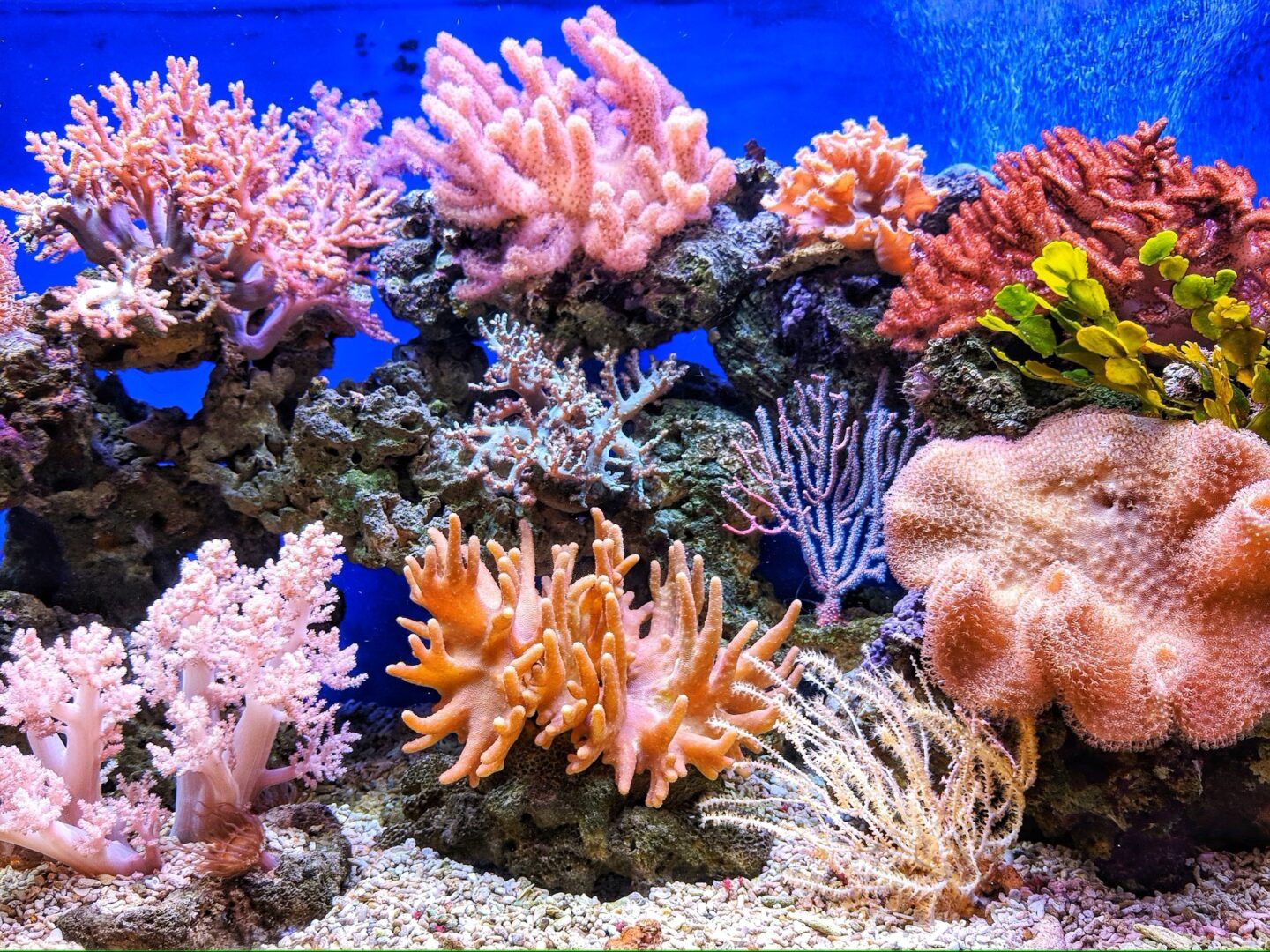 “Oceania” e la vita nei coral reef: scopriamo insieme il vero cuore pulsante degli oceani