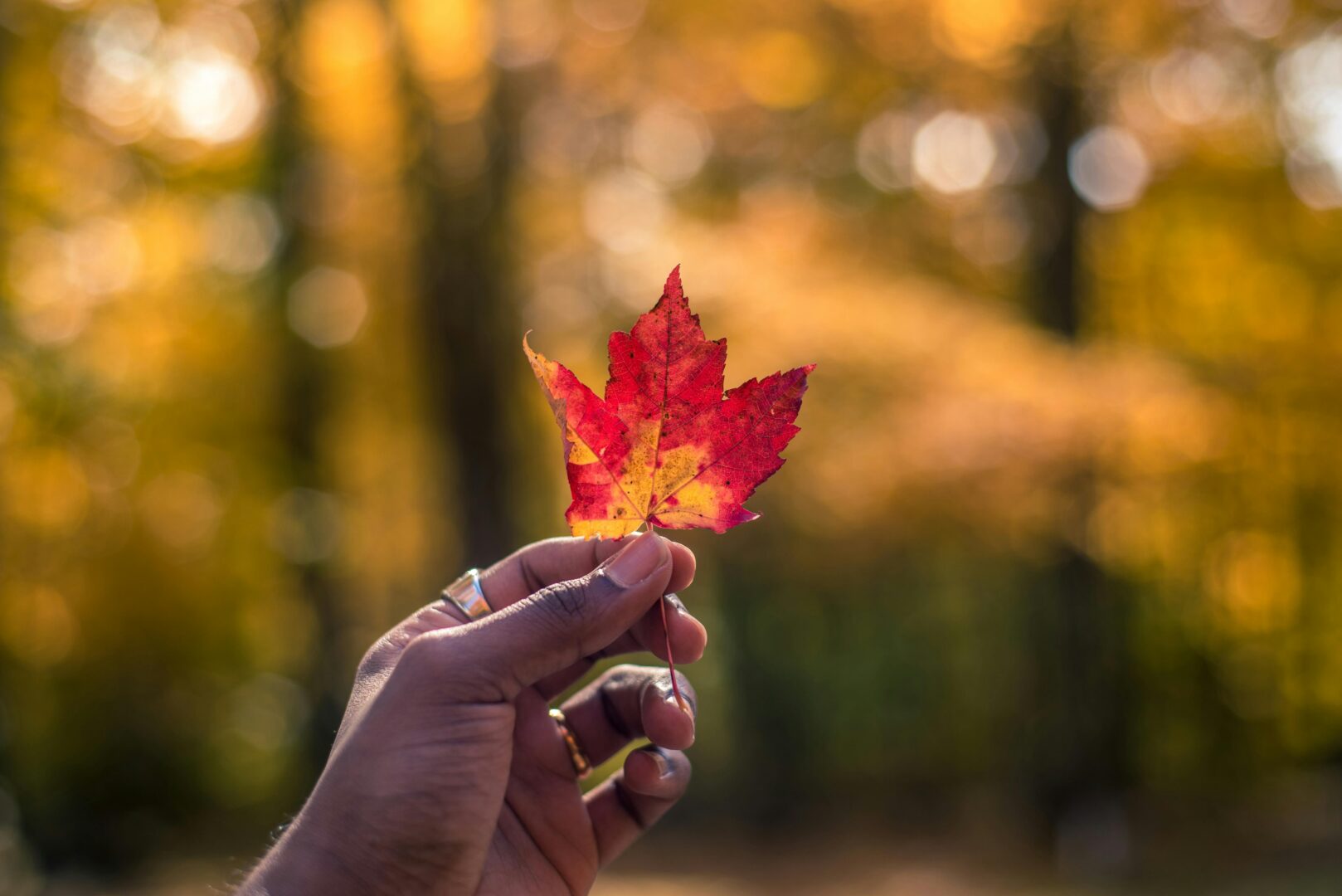 Autumn Vibes istruzioni per l’uso: tutto ciò che c’è da sapere per un Autunno perfetto