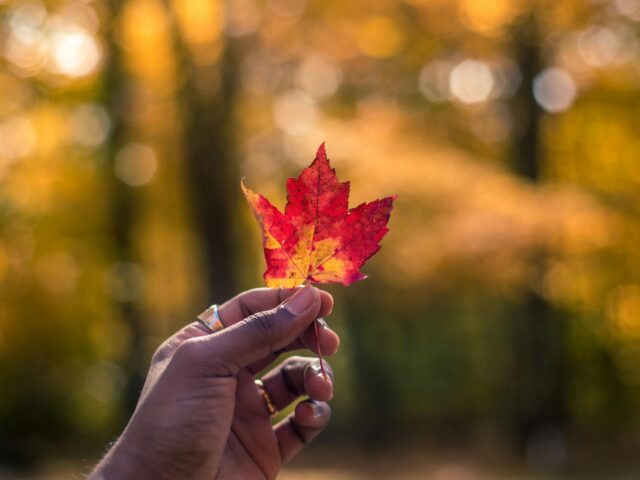 Autumn Vibes istruzioni per l’uso: tutto ciò che c’è da sapere per un Autunno perfetto